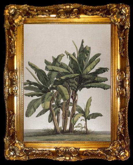 framed  Louise von Panhuys Musa x paradisiaco, ta009-2